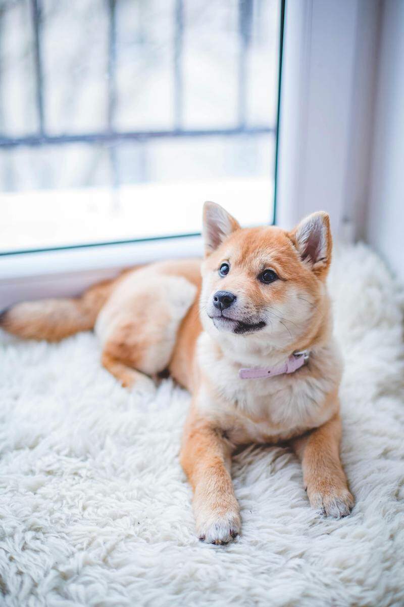 small dog with a purple collar sitting on a white rug