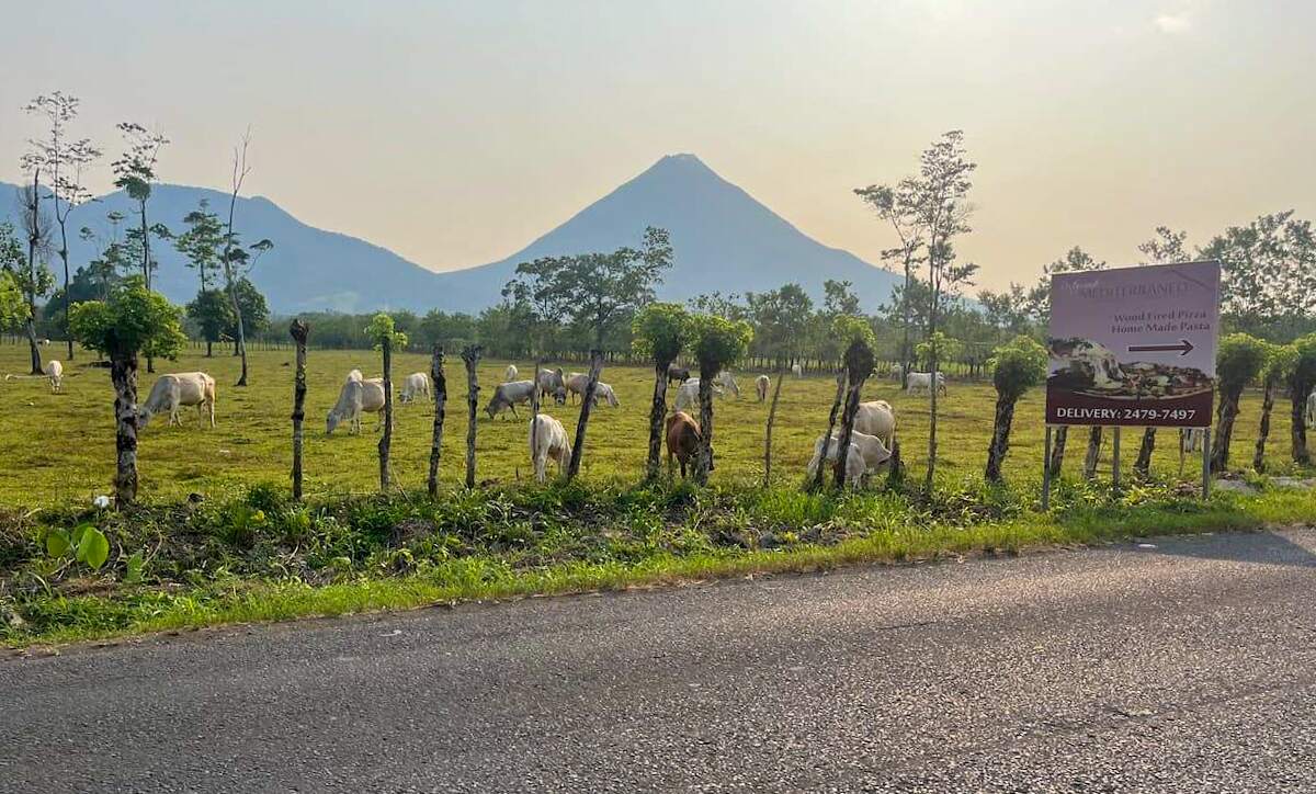 Cows grazing in a field with Arenal Volcano in the background in La Fortuna, Costa Rica