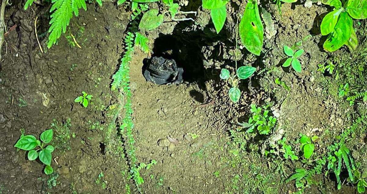 A black toad spotted during a night walk in the Monteverde Cloud Forest