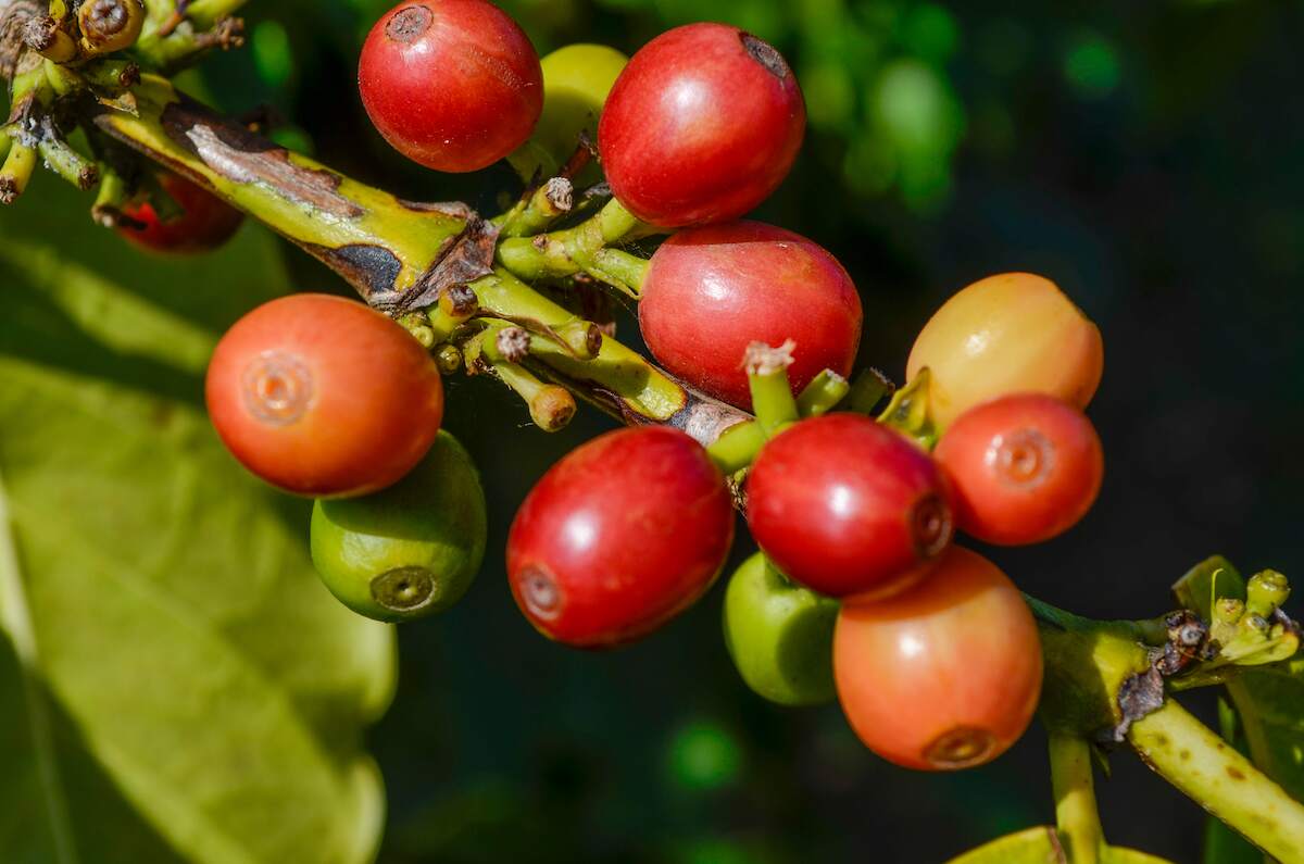 Close-up of ripe and unripe coffee cherries on a branch in Costa Rica, illustrating the country’s rich coffee culture.