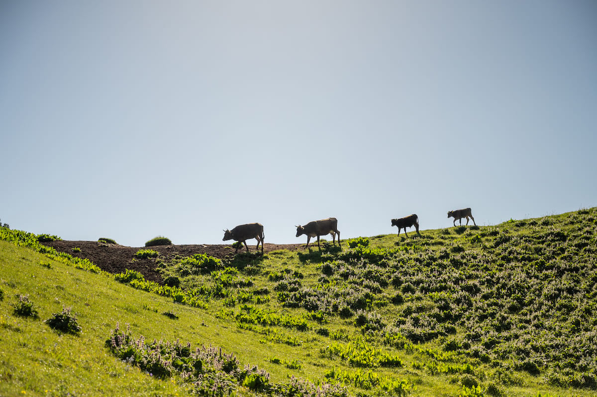 Silhouette of cows walking in a line along the crest of a green hillside under a clear blue sky, seen while trekking in Kyrgyzstan