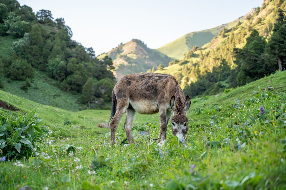 A donkey grazes peacefully on a lush, green meadow adorned with wildflowers while hiking to Sarybell Pass in Kyrgyzstan. The picturesque landscape is framed by rolling hills and dense forests, creating a serene and idyllic setting under a clear sky.