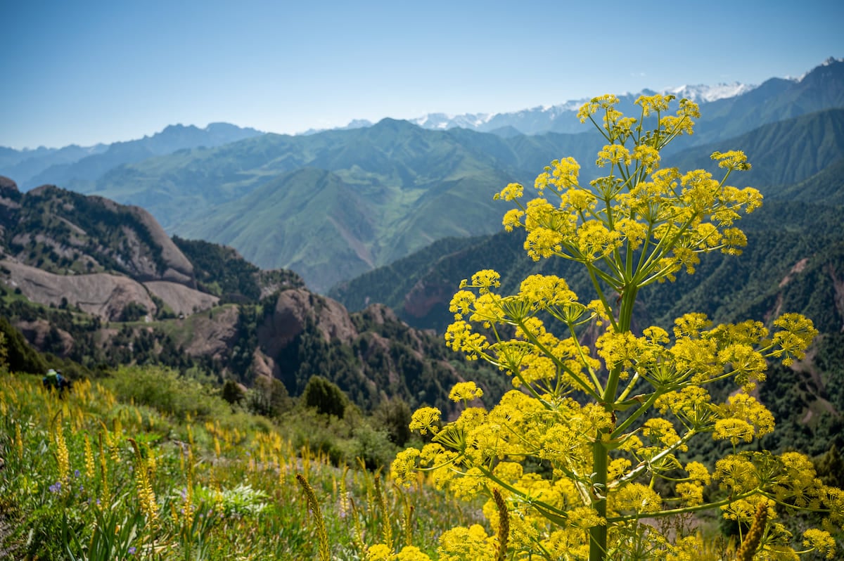 A vibrant scene from the Sarybell Pass trek featuring lush green hills dotted with yellow wildflowers in the foreground. In the background, rugged mountain ranges stretch under a clear blue sky, creating a stunning contrast with the greenery and flowers, highlighting the natural beauty of the Kyrgyzstan landscape.
