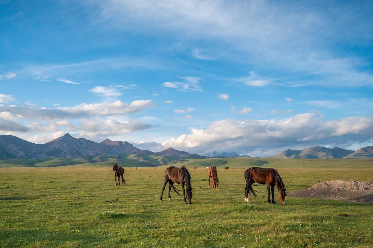 A serene view of horses grazing peacefully on the expansive green fields of Song Kul Lake, set against a backdrop of majestic mountains and a clear blue sky, showcasing the natural beauty and tranquility of travel in Kyrgyzstan.