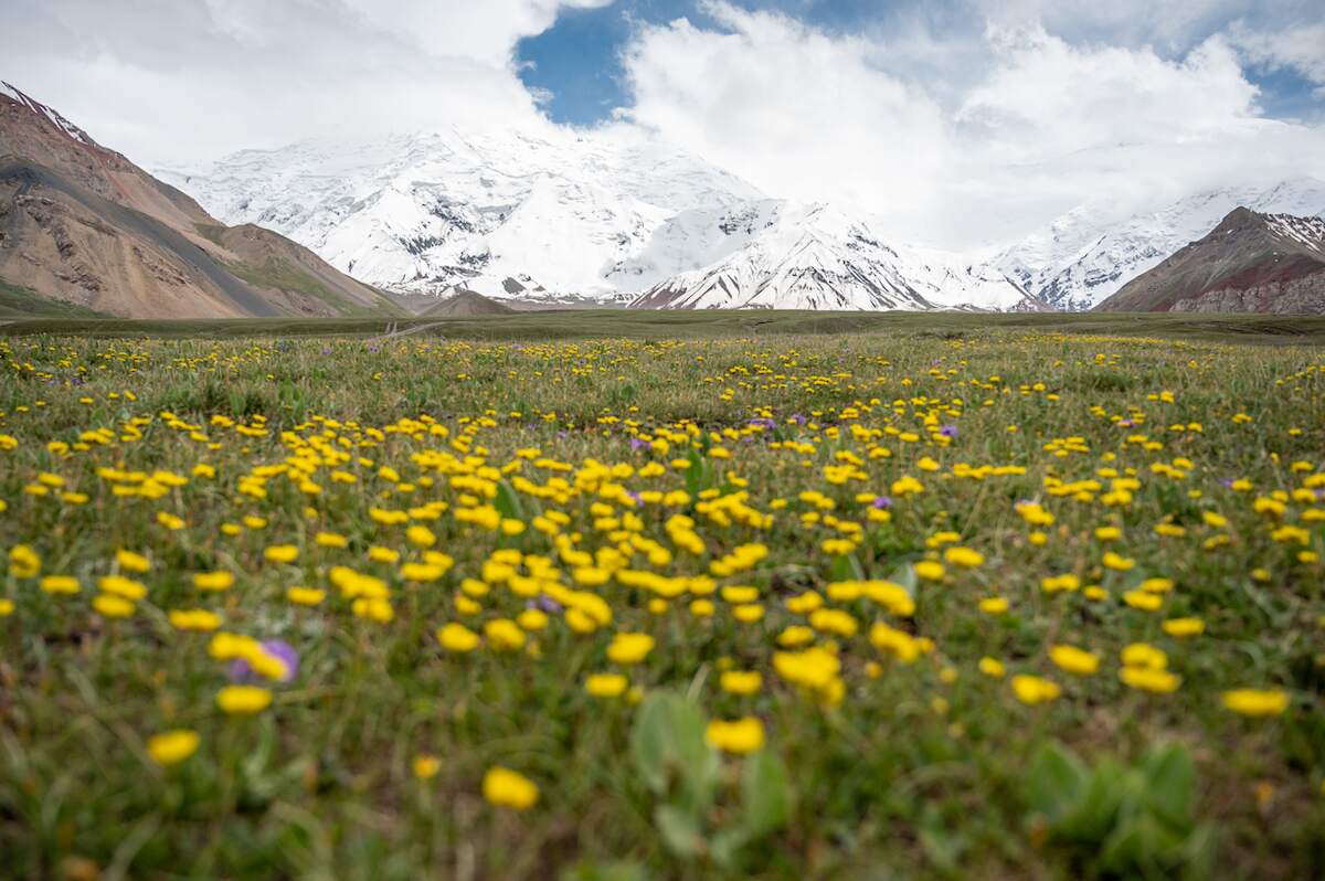 Fields of vibrant yellow wildflowers in the foreground with the snow-capped Lenin Peak in the Pamir Mountains rising majestically in the background, taken during the Traveler's Pass hike near Tulpar Kul Lake.