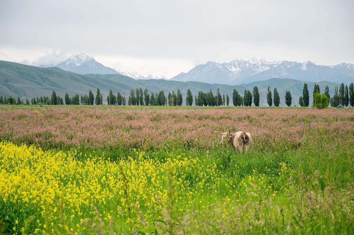 A serene landscape near Song Kul Lake in Kyrgyzstan, featuring a colorful field of wildflowers with a grazing cow, framed by rows of tall trees and majestic, snow-capped mountains in the background. This picturesque scene captures the natural beauty and tranquility travelers can expect to encounter during their 2 weeks in Kyrgyzstan.
