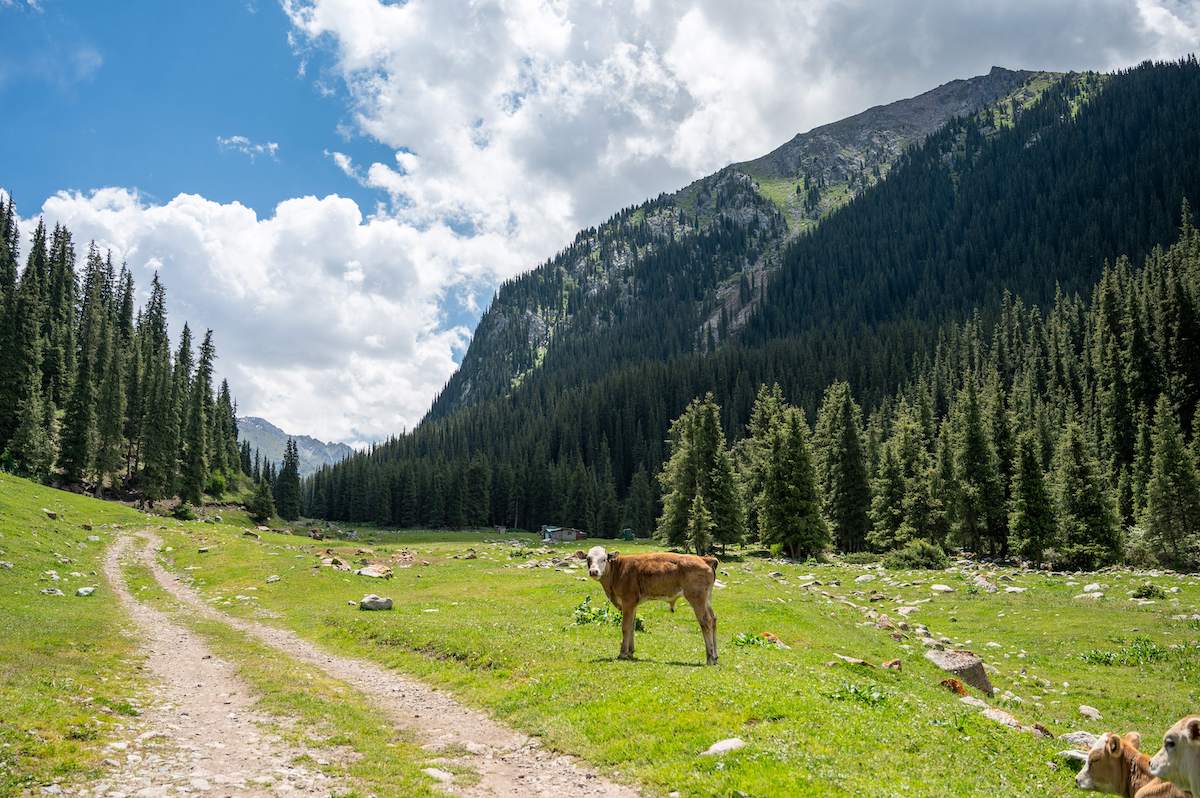 A cow standing on a grassy path in the Kok-Jaiyk Valley, surrounded by dense pine forests and towering mountains under a sky filled with fluffy clouds, taken while trekking in Kyrgyzstan.