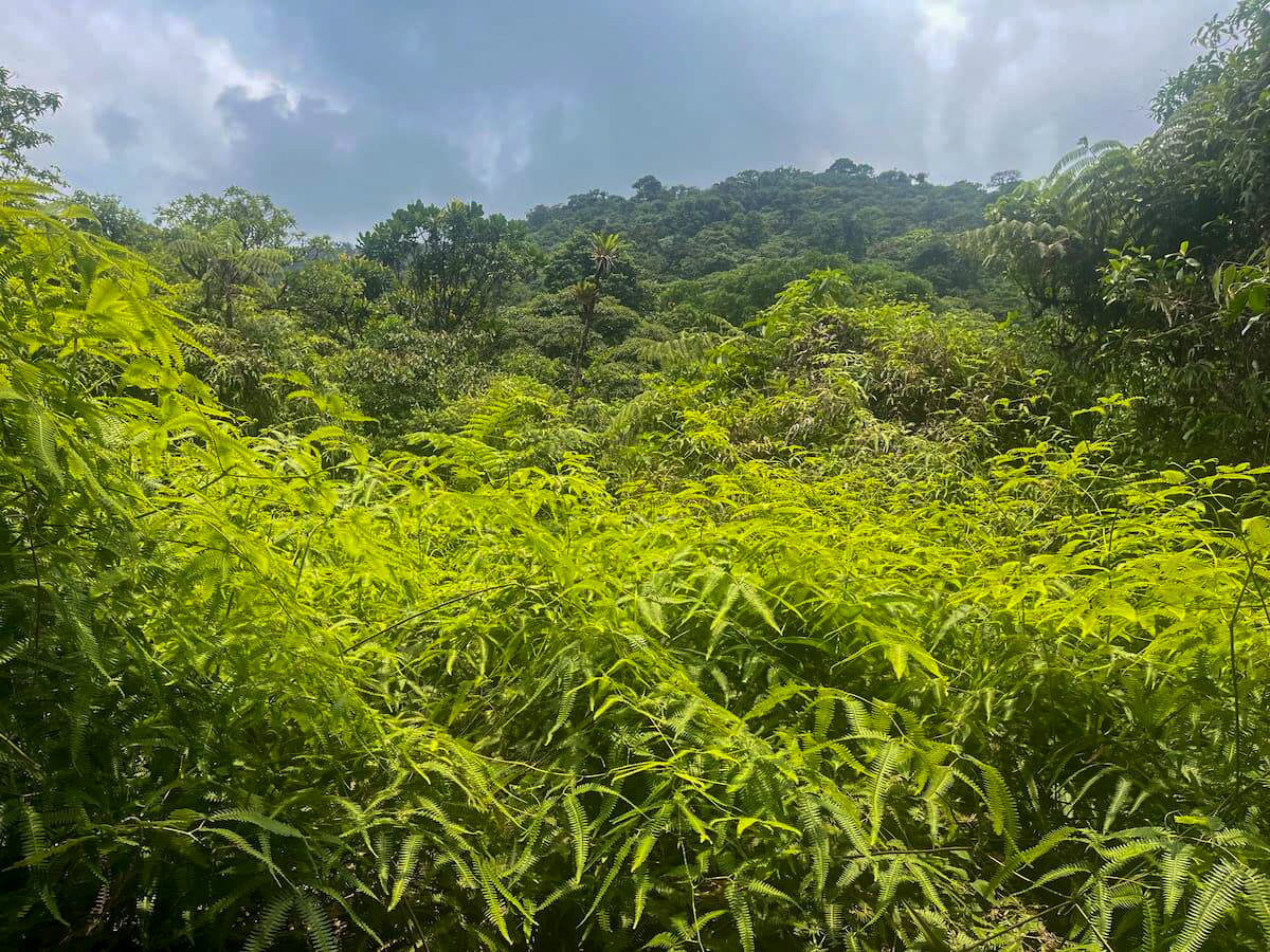 A vibrant scene of lush greenery during the rainy season in Monteverde, Costa Rica, showcasing the natural beauty of this destination in a travel itinerary.