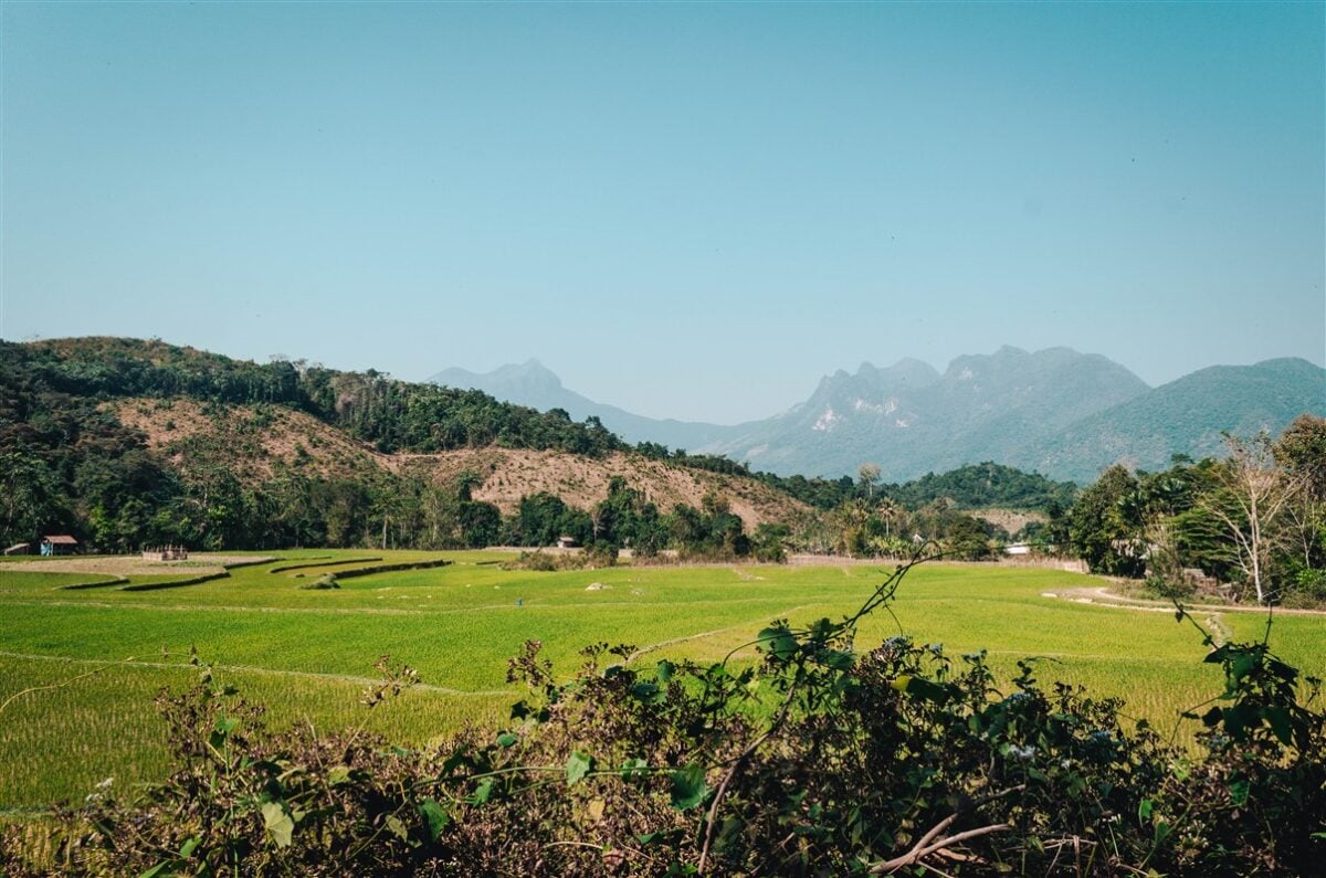 Vast green rice fields in Laos, set against a backdrop of rolling hills and distant mountains under a clear blue sky.