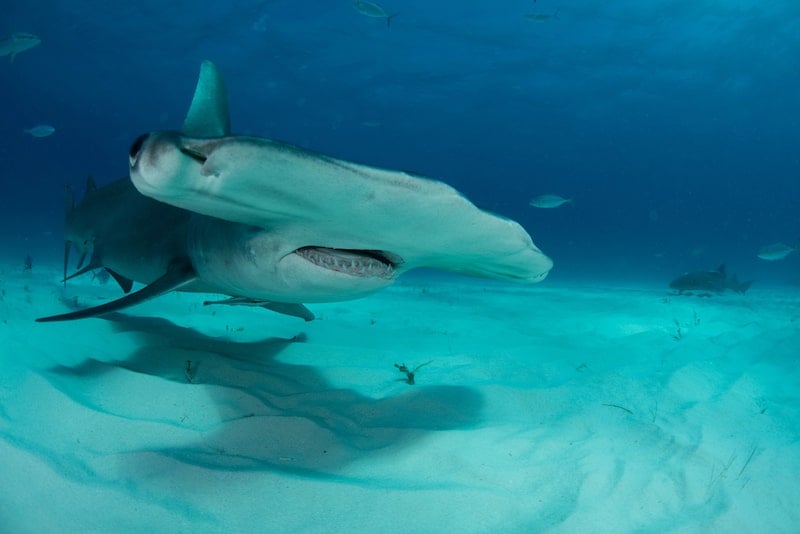 hammerhead shark swimming in blue water