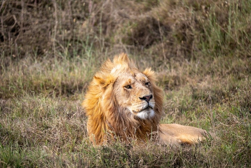 lion laying in the grass in Tanzania's Serengeti National Park