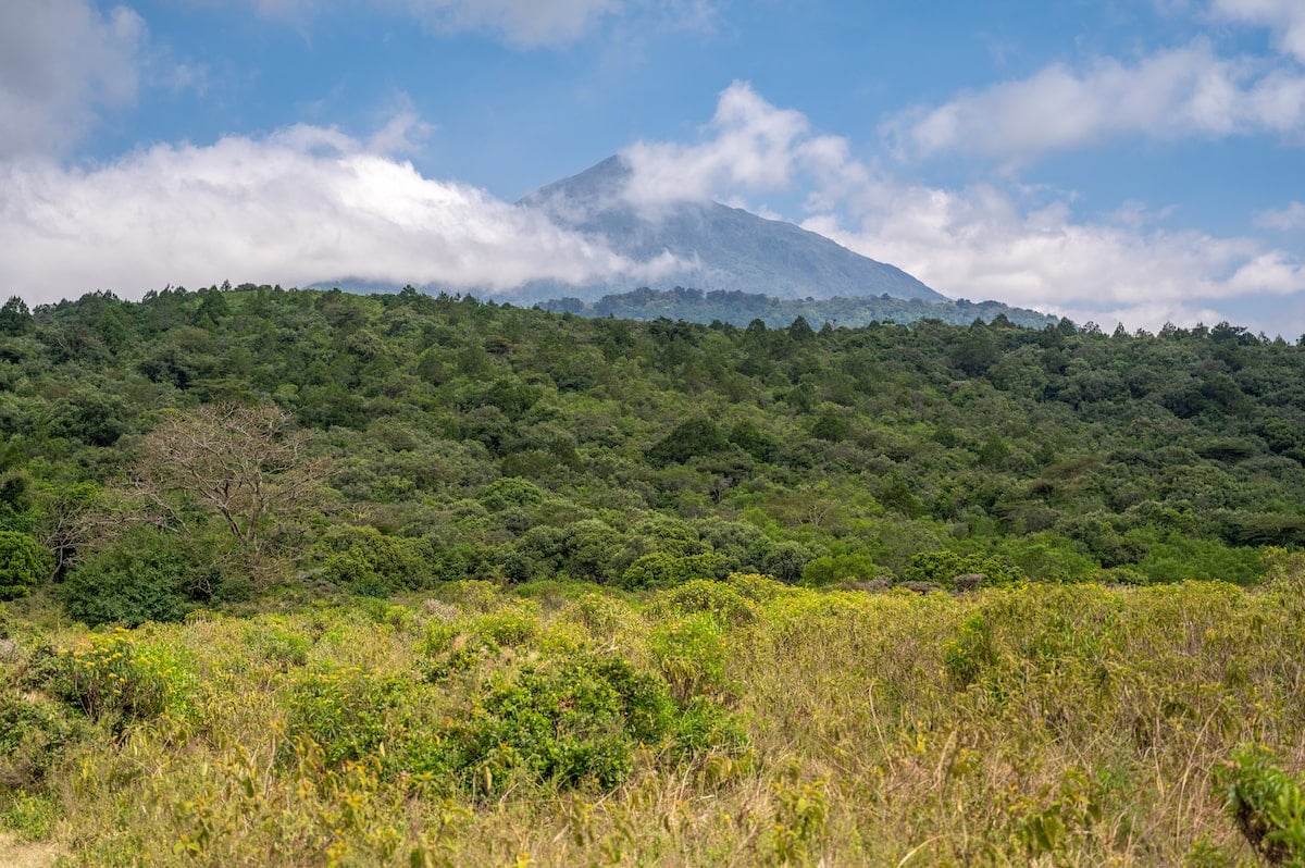 traveler gazing out toward Little Maru mountain from Arusha National Park during 2 weeks in Tanzania