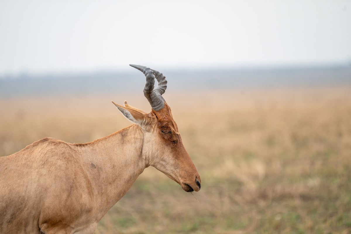 closeup of a hartebeest in Serengeti National Park