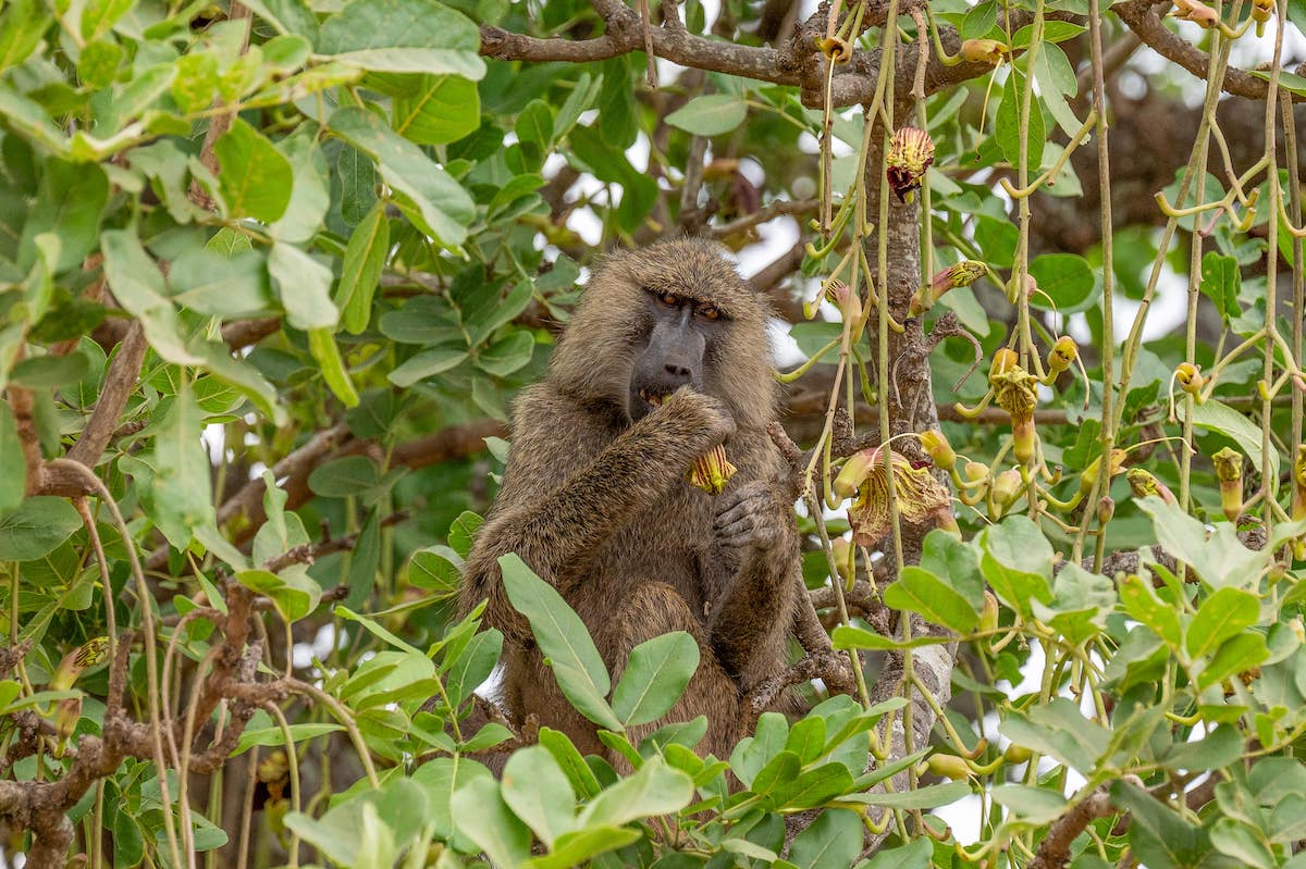 baboon sitting in a tree and eating fruit while looking at the camera