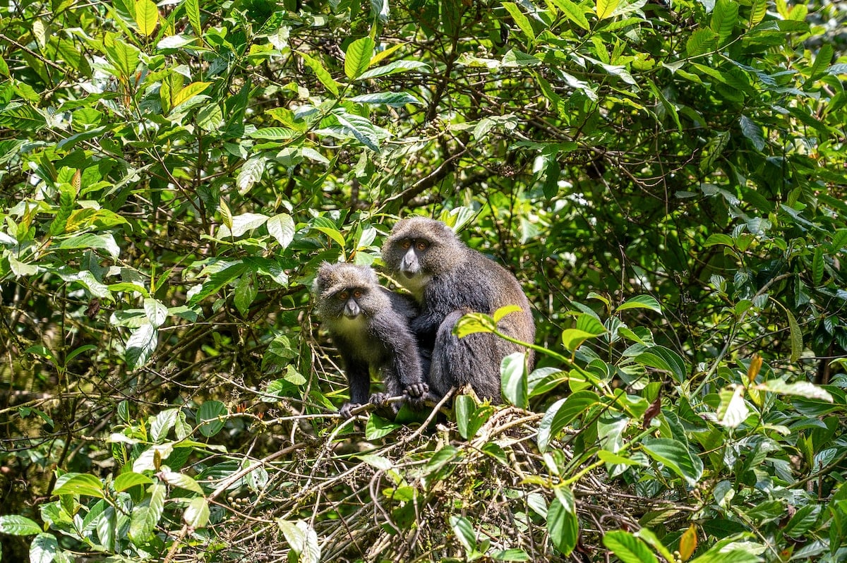 blue monkeys sitting on a tree brand in Mount Kilimanjaro National Park