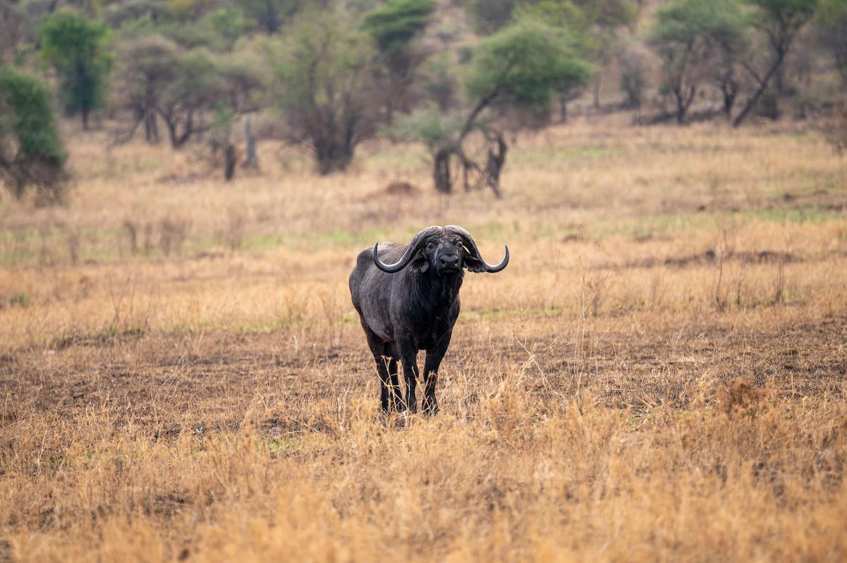 traveler seeing wild African Buffalo in Serengeti National Park during 2 weeks in Tanzania