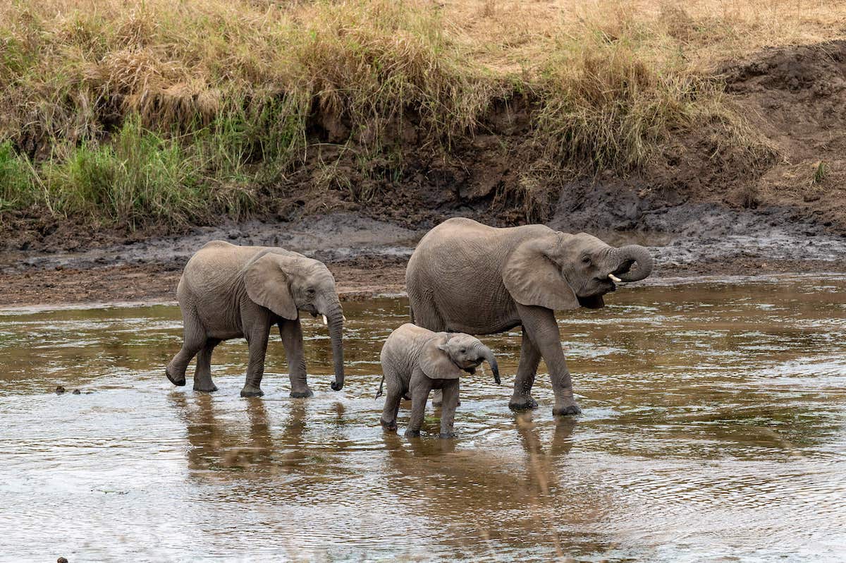 herd of elephants including a baby elephant crossing over water in Tarangire National Park