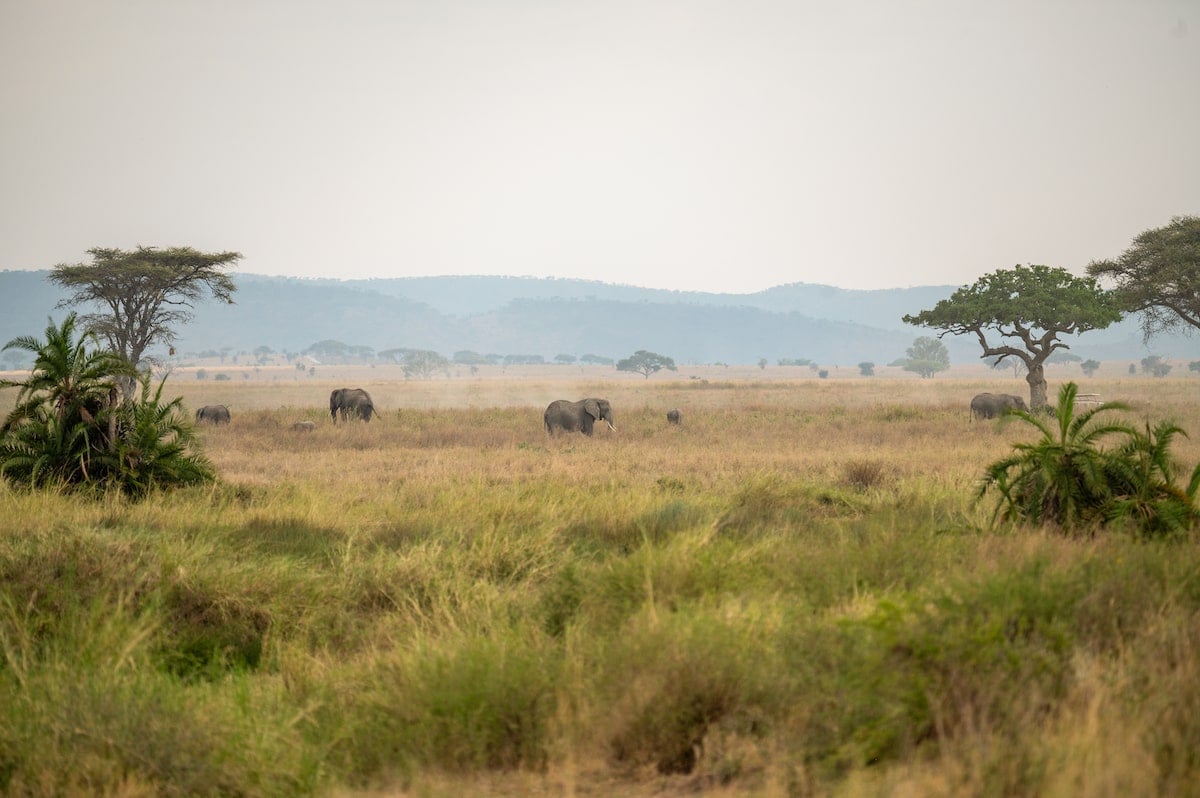 travelers doing a Tanzania safari itinerary watching elephants walk through the brush surrounded by acacia trees in Serengeti National Park in the early morning