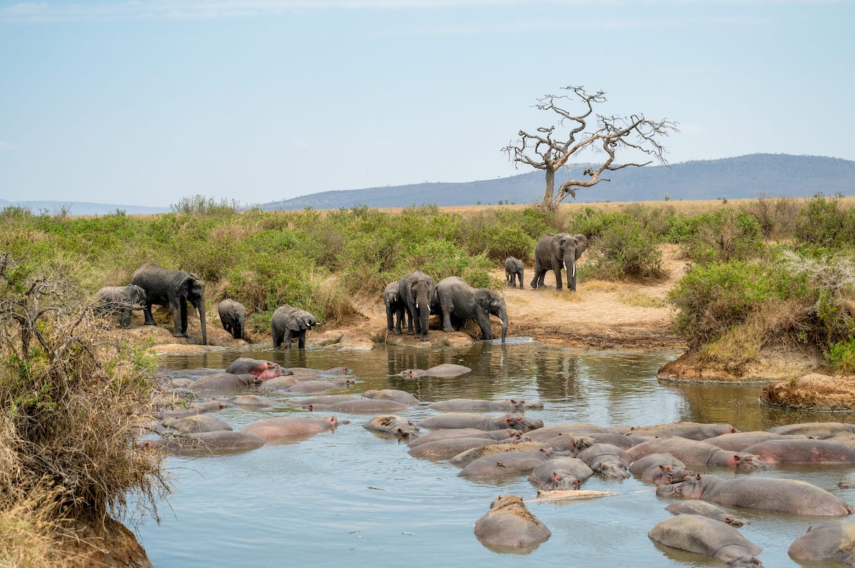 a herd of elephants coming to drink from a hippo pool at Ngorongoro Crater
