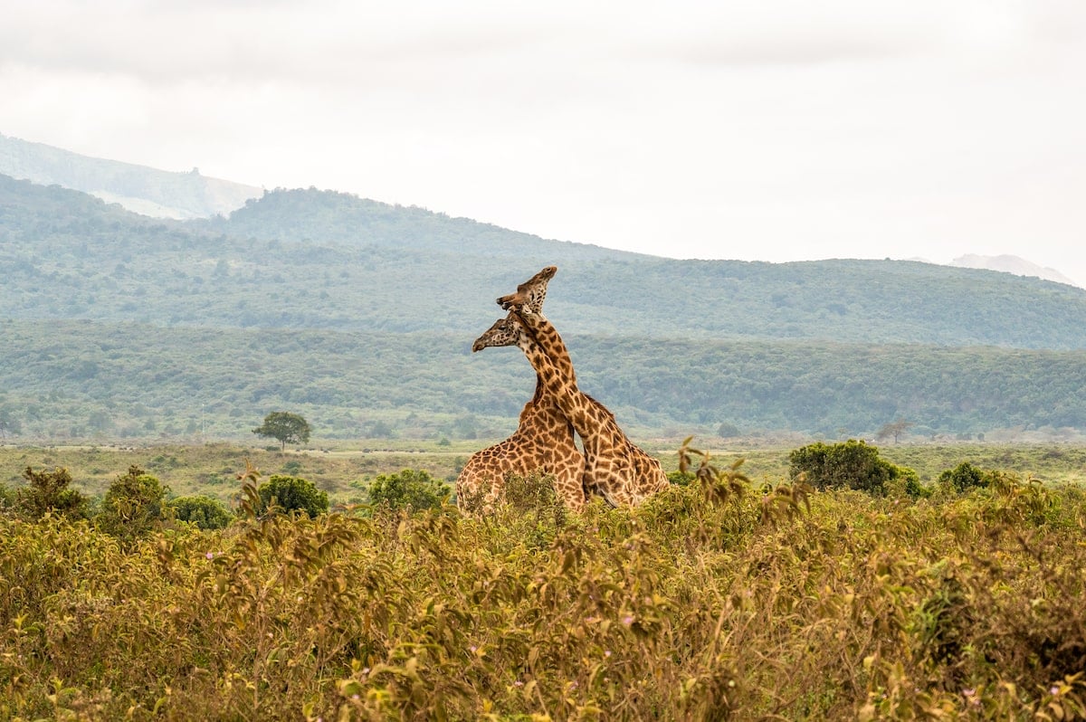 two giraffes twisting their necks together in Arusha National Park on a Tanzania safari