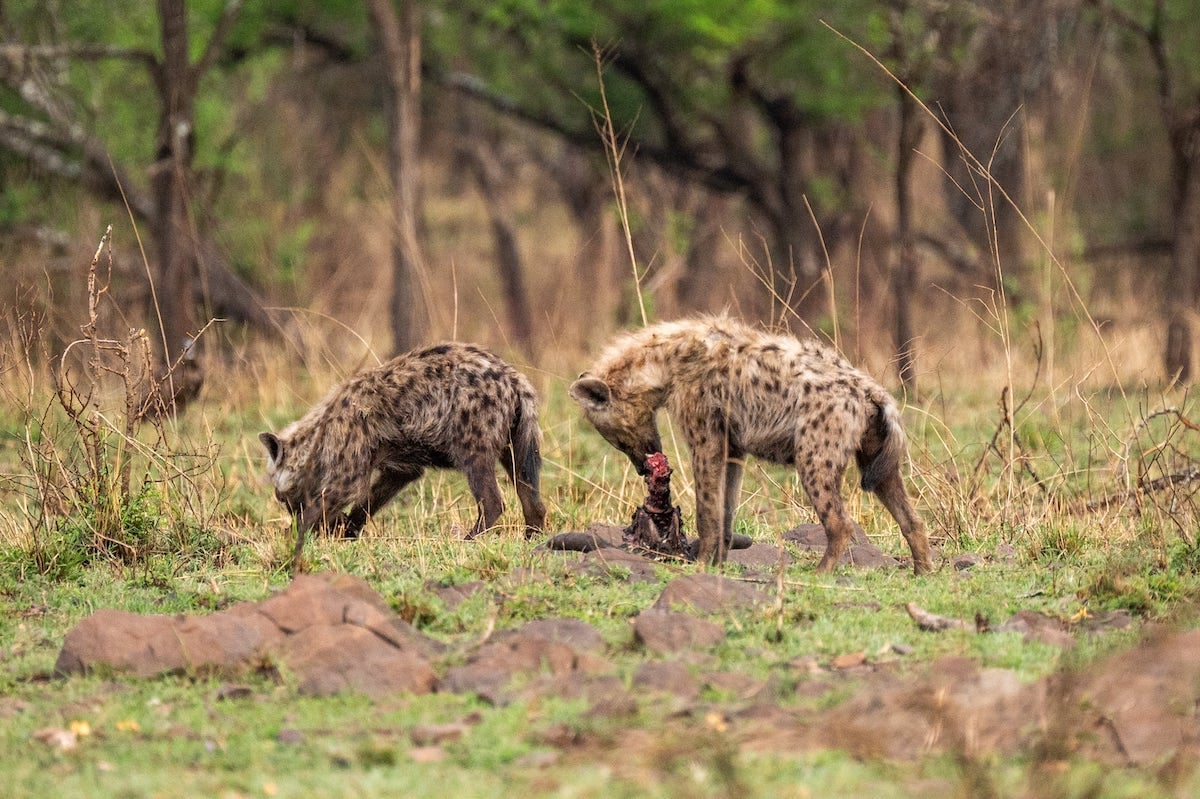 woman on safari watching two hyenas eating their prey in Serengeti National Park