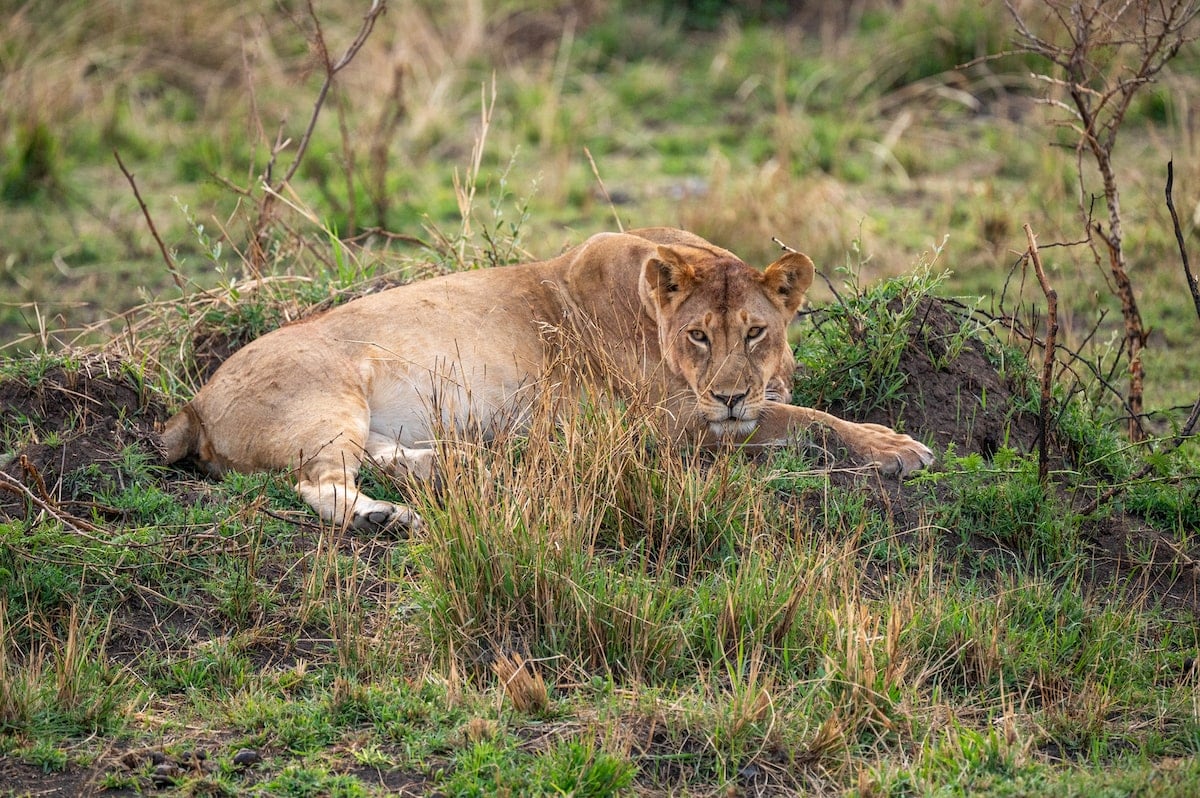 female lion laying in the grass in Seregeneti National Park seen during a Tanzania safari itinerary