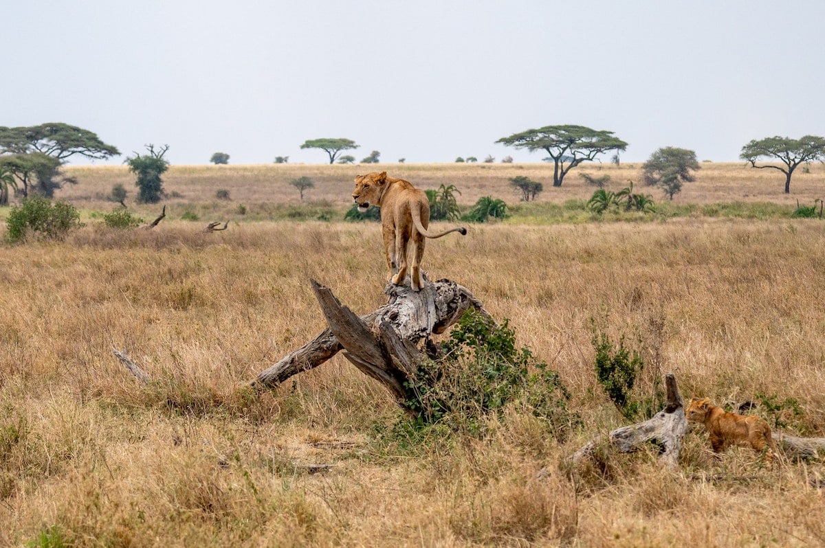 mother lion and baby lion cub standing on a twisted tree root in Serengeti National Park with acacia trees in the background