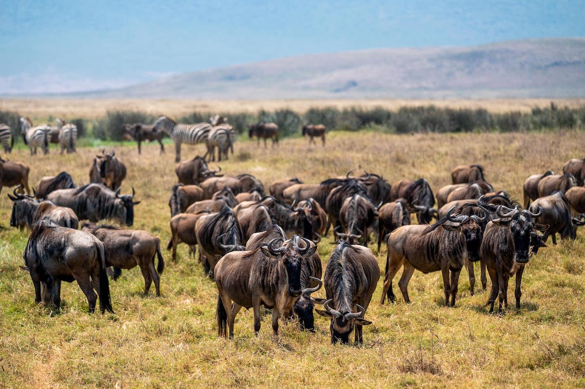 travelers seeing wildebeests in Ngorongoro Conservation Area during a 2 week Tanzania itinerary