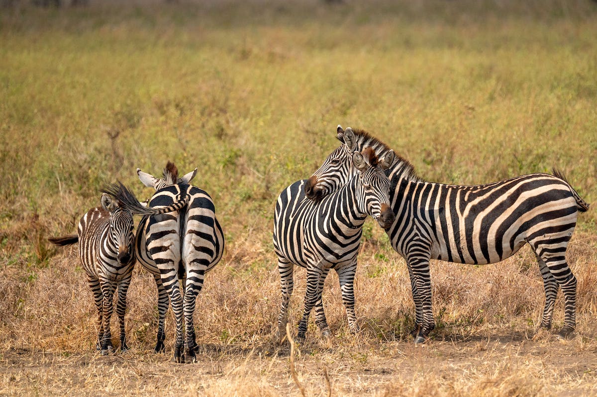 zebras in Serengeti National Park watching each other's backs