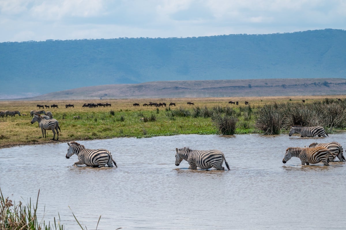 zebras crossing a river during the Great Migration with wildebeests in the background in Ngorongoro Conservation Area