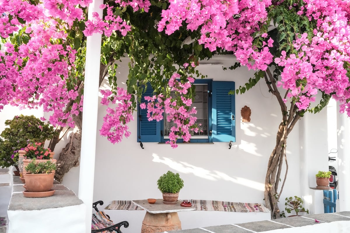 Charming Greek island home with bright pink bougainvillea cascading over a white wall and a blue-shuttered window