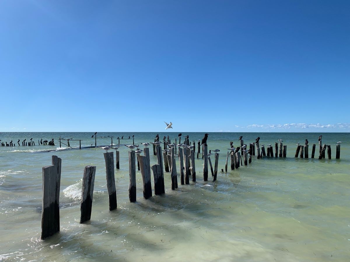 Old wooden posts extending into the shallow turquoise waters of Playa Holbox, with seabirds perched on the posts under a clear blue sky.