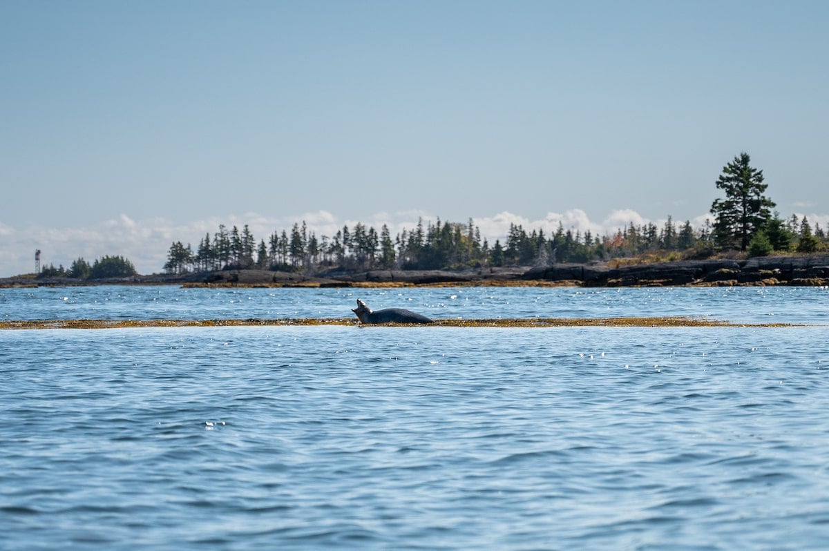 Seal lounging on seaweed-covered rocks in the calm waters near Lunenburg, Nova Scotia, surrounded by small islands and a backdrop of pine trees on a clear day.