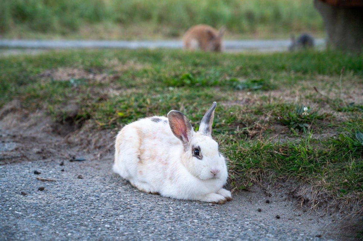 A close-up of a white rabbit with gray ears resting on a patch of grass and pavement, with two more rabbits blurred in the background at White Point Beach Resort, Nova Scotia.