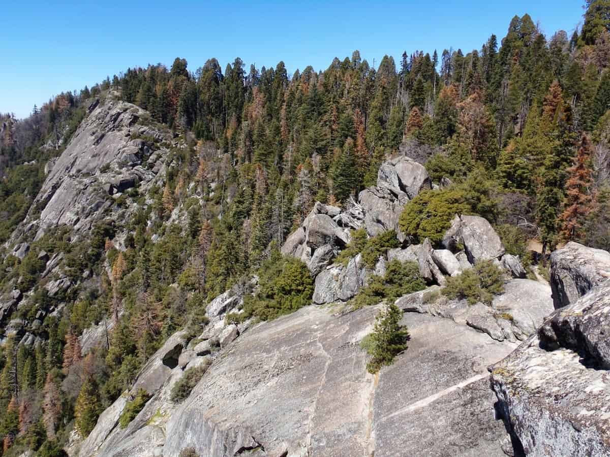 Scenic view from Moro Rock in Sequoia National Park, California, showing rugged granite cliffs and dense pine forest stretching across the mountain ridge beneath a clear blue sky.