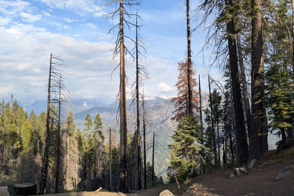 View of tall pine and sequoia trees along the Moro Rock Trail in Sequoia National Park, California, with a glimpse of the distant Sierra Nevada mountains under a partly cloudy blue sky.