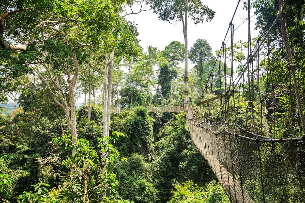 Canopy walkway in Kakum National Park, Ghana, West Africa.