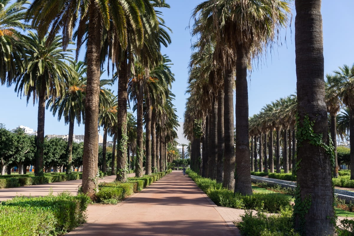 A symmetrical, ground-level shot looking down a wide, paved pedestrian pathway lined with towering palm trees at Arab League Park in Casablanca, Morocco. The imposing palm trees feature thick, textured trunksโsome wrapped in climbing green ivyโand full, green fronds that create a dense canopy overhead. Neatly manicured green hedges and lawns frame the path on both sides, with additional rows of palm trees stretching into the background under a clear, bright blue sky. A single distant figure walks down the center of the sunny promenade.