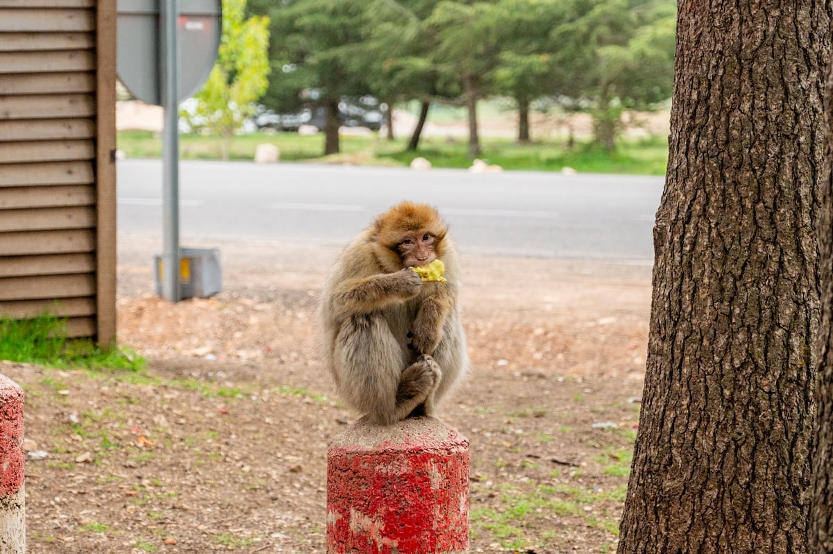 A close-up shot of a furry Barbary macaque monkey perched on a red-painted stone bollard near the Azrou Cedar Forest in Morocco. The monkey is curled up, looking directly toward the camera while holding and eating a piece of fruit. The immediate foreground features a thick tree trunk on the right and the side of a brown wooden structure on the left. In the background, a paved road stretches across the frame, with lush green cedar trees lining the far side under a soft, overcast sky.