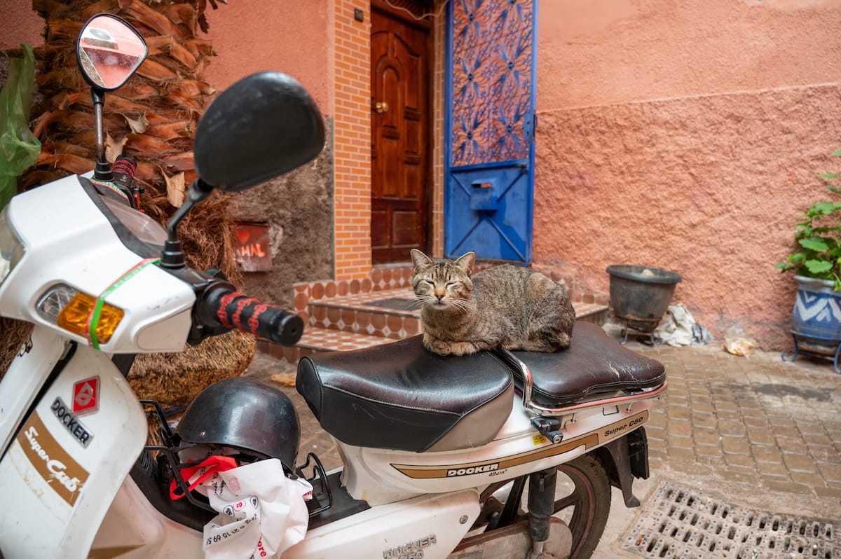 An eye-level shot of a brown tabby cat sitting contentedly on the worn black leather seat of a parked white moped in a narrow Marrakech alleyway. The cat has its eyes narrowed in a serene squint. The moped, labeled "Docker Super Cub," is parked on a wet cobblestone street next to the thick, textured base of a palm tree trunk. In the background, a building features textured pinkish-orange stucco walls, a varnished wooden door, and a bright blue decorative metal gate over an entryway staircase. A black bucket planter and a blue-and-white patterned ceramic pot with green foliage stand against the far wall on the right.