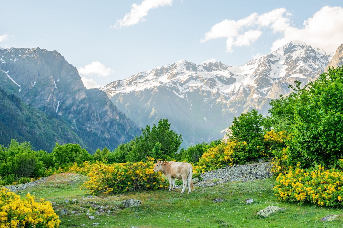 A light brown cow stands in a lush green alpine meadow surrounded by vibrant yellow wildflower bushes, with the majestic, snow-capped Caucasus Mountains rising under a blue sky in Svaneti, Georgia.