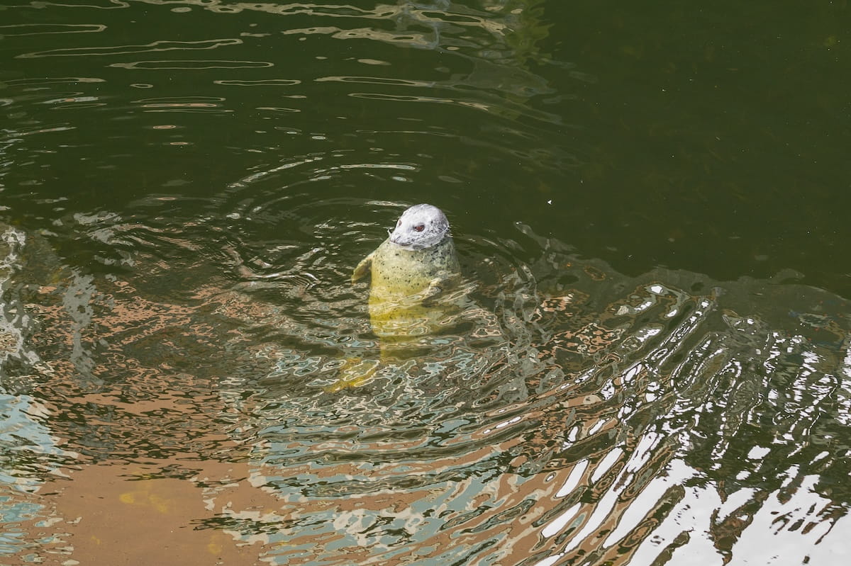 A spotted harbor seal floating vertically in the dark green water of Ketchikan Creek near Creek Street, with ripples on the water's surface reflecting nearby structures.