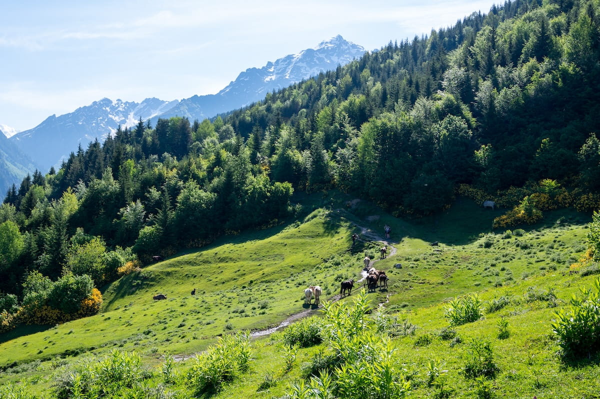 A scenic view of the hiking trail from Chvabiani to Adishi, featuring a herd of cattle walking up a narrow dirt path along a lush green alpine hillside bordered by a dense pine forest, with high mountain peaks visible in the distance in Svaneti, Georgia.
