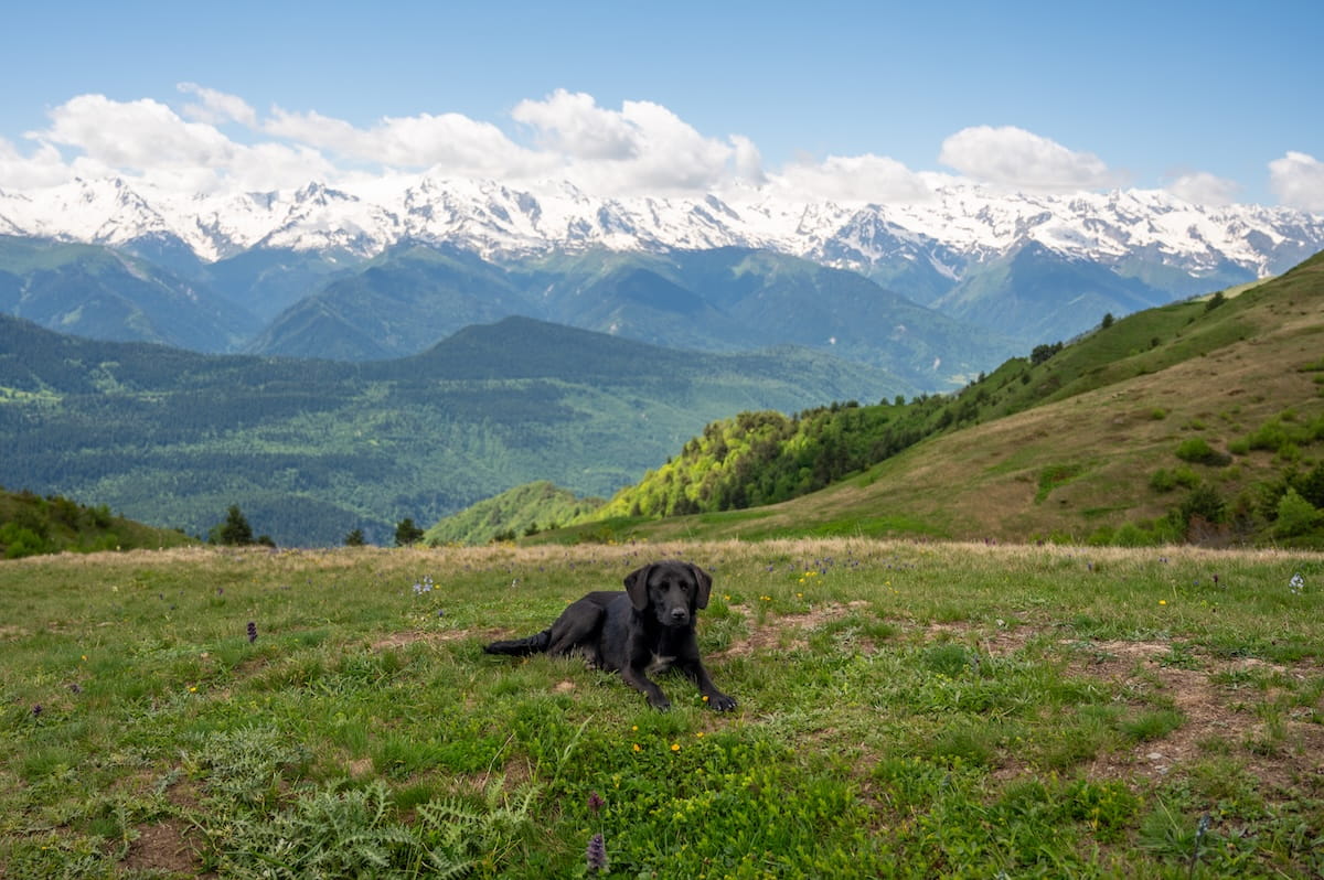 A black dog laying down in a green alpine meadow along the Koruldi Lakes hiking trail near Mestia, with a scenic backdrop of layered green hills and the snow-capped peaks of the Caucasus Mountains in Svaneti, Georgia.