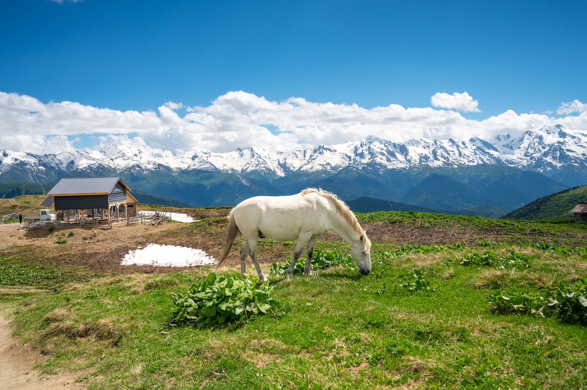 A white horse grazing in a lush green alpine field along the Koruldi Lakes trail, with a rustic wooden mountain shelter, scattered snow patches, and a vast panorama of the snow-capped Caucasus Mountain range under a clear blue sky in Svaneti, Georgia.