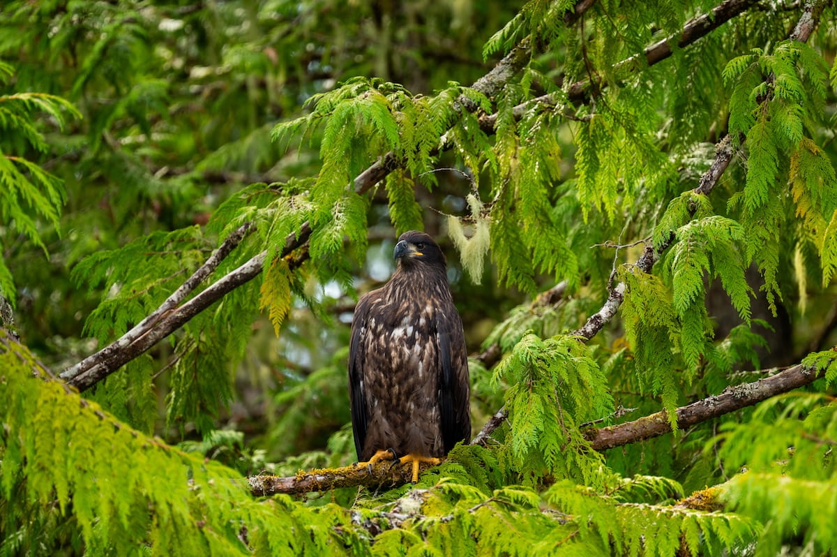 A dark brown juvenile bald eagle with mottled feathers perched on a mossy tree branch, completely surrounded by the dense, bright green cedar foliage of the forest in Ketchikan, Alaska.