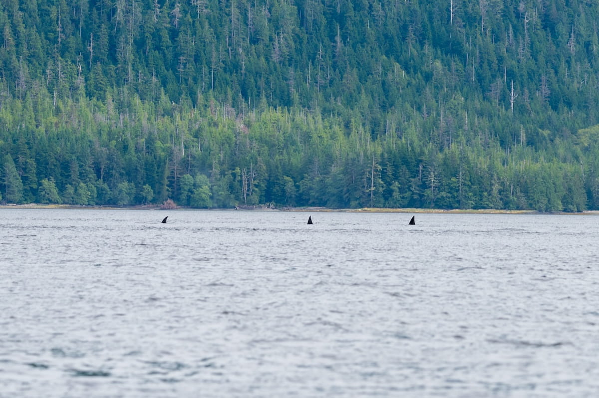 Three black dorsal fins of a pod of orca whales surface above the choppy water near Ketchikan, Alaska, with a vast, dense green pine forest covering the steep hillside in the background.