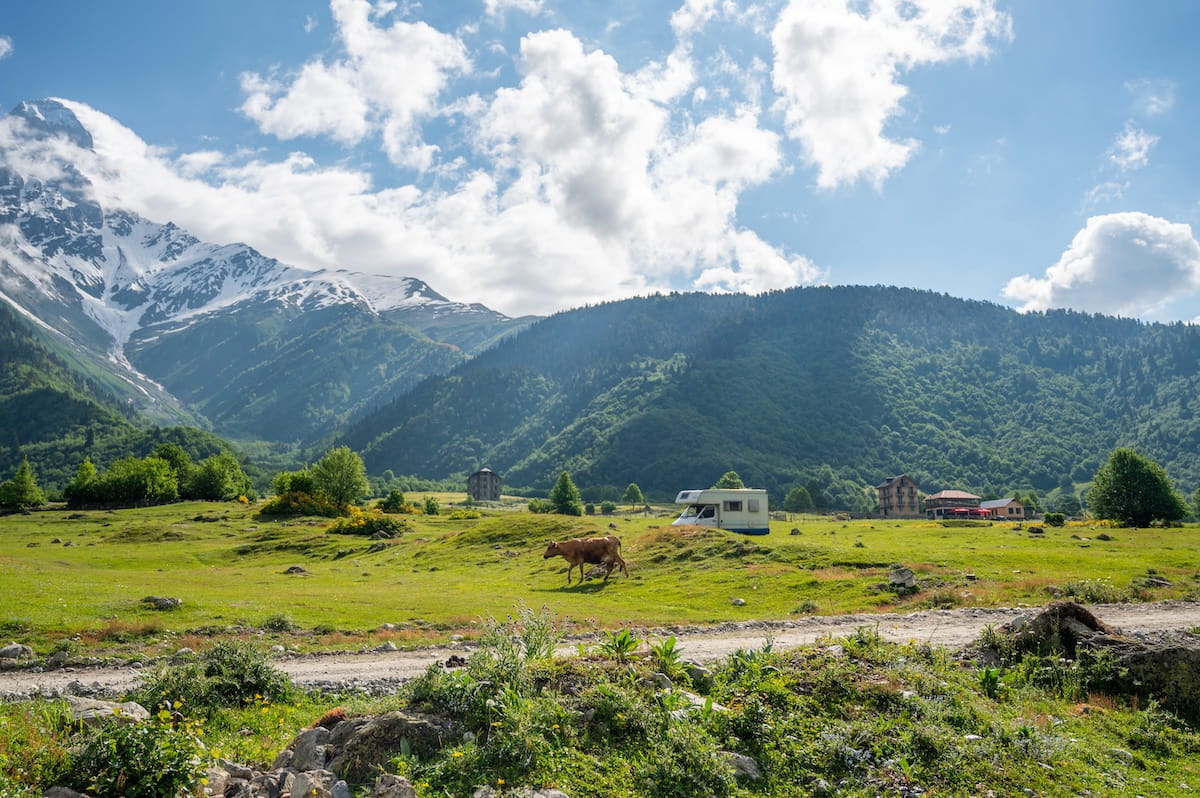 A brown cow walking across a wide green valley in Mazeri, with a camper van parked nearby and a backdrop of forested hills and the snow-capped peaks of the Caucasus Mountains in Svaneti, Georgia.