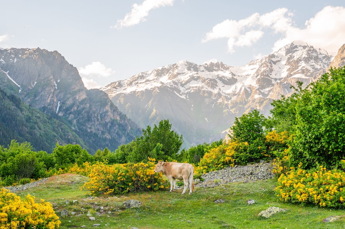 A light brown cow standing among bushes of bright yellow wildflowers in Mazeri, with a dramatic backdrop of towering, snow-capped Caucasus Mountain peaks under a soft sky in Svaneti, Georgia.