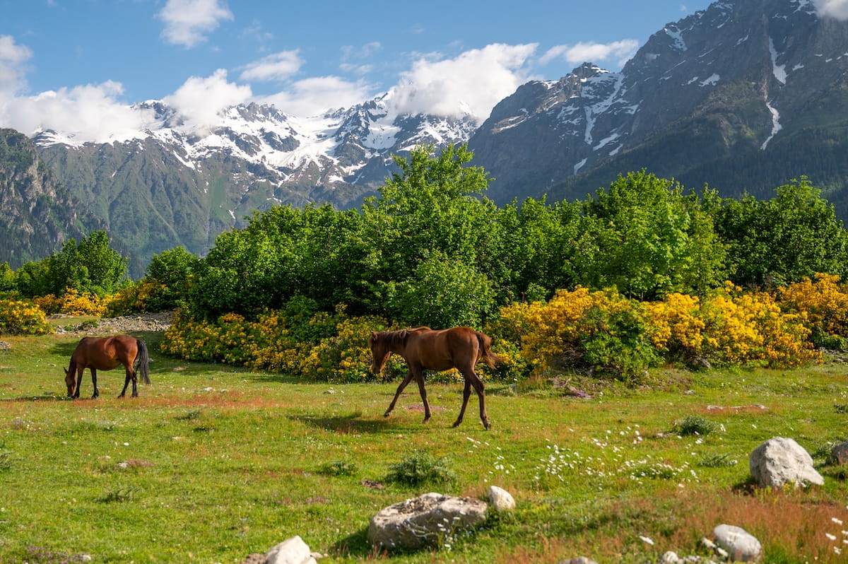 Two brown horses grazing in a vibrant green meadow filled with yellow azaleas and wildflowers in Mazeri, under towering, snow-capped Caucasus Mountain peaks in Svaneti, Georgia.